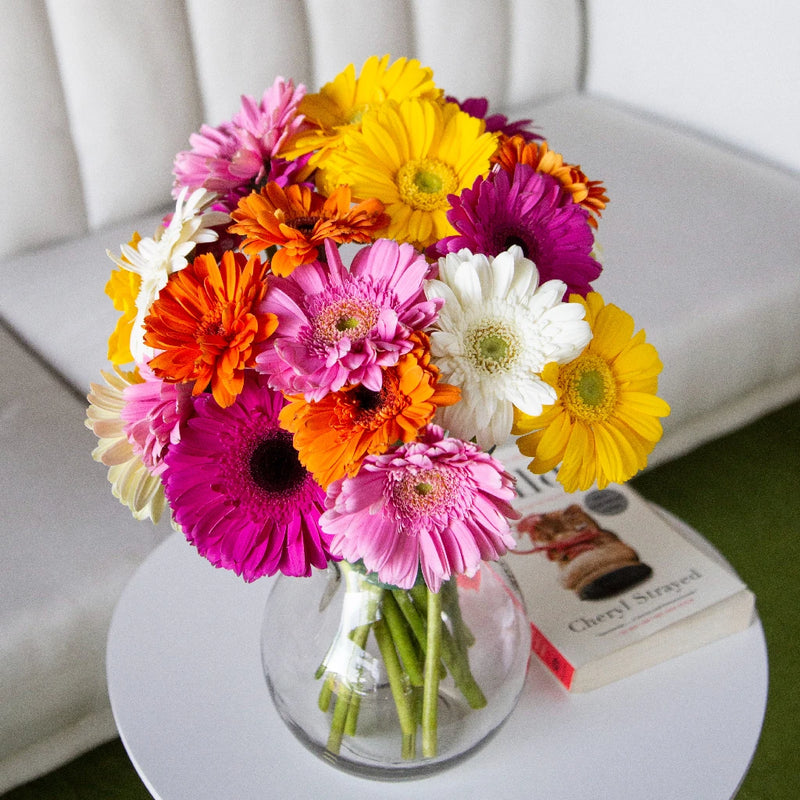 gerbera house plant Buy Wholesale Mother's Day Gerbera Daisy Flowers in Bulk