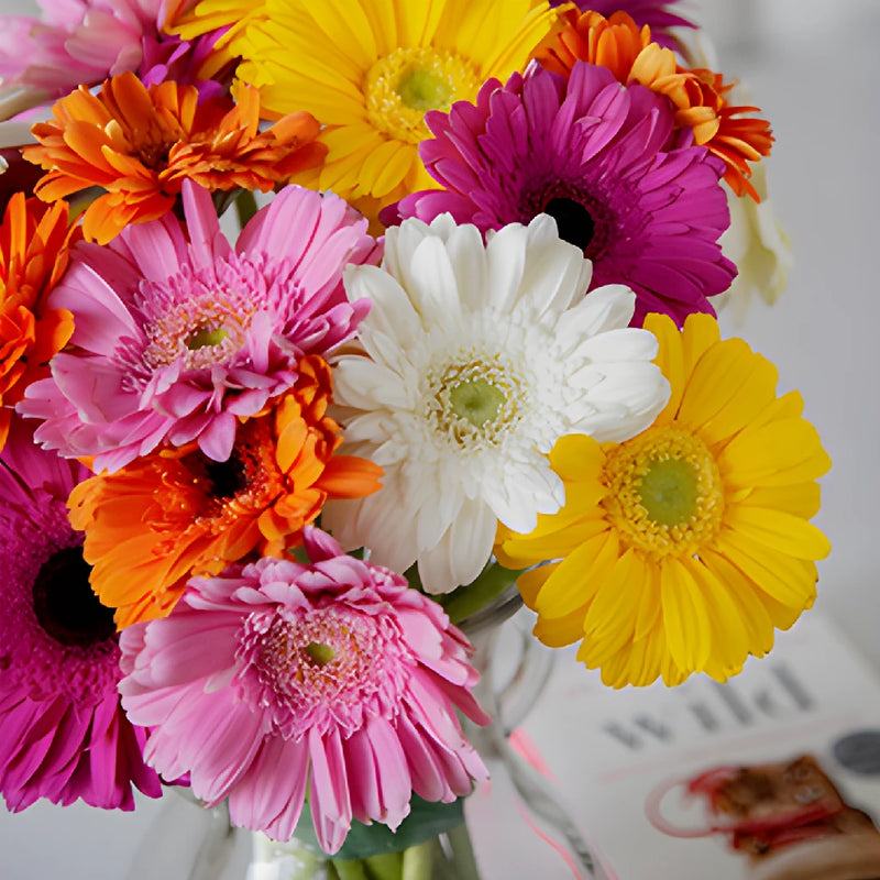gerbera house plant Farm Fresh Cut Gerbera Daisies For Your House