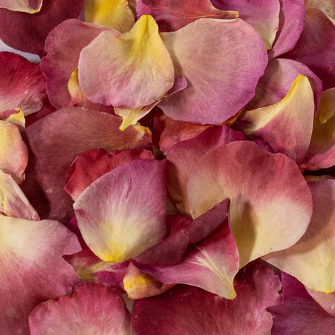 Colorific Pink Hue Rose Petals Close Up - Image