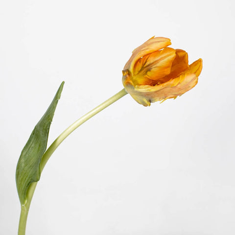 Come On Irene Parrot Tulip Come On Irene Parrot Tulip - Image