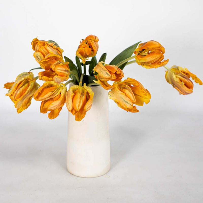 Come On Irene Parrot Tulip Come On Irene Parrot Tulip - Image