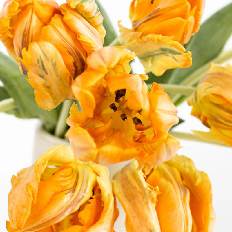 Come On Irene Parrot Tulip Apron - Image