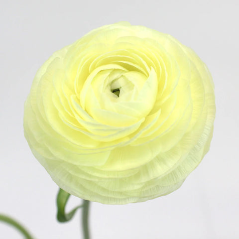 Creamy White Italian Cloony Ranunculus