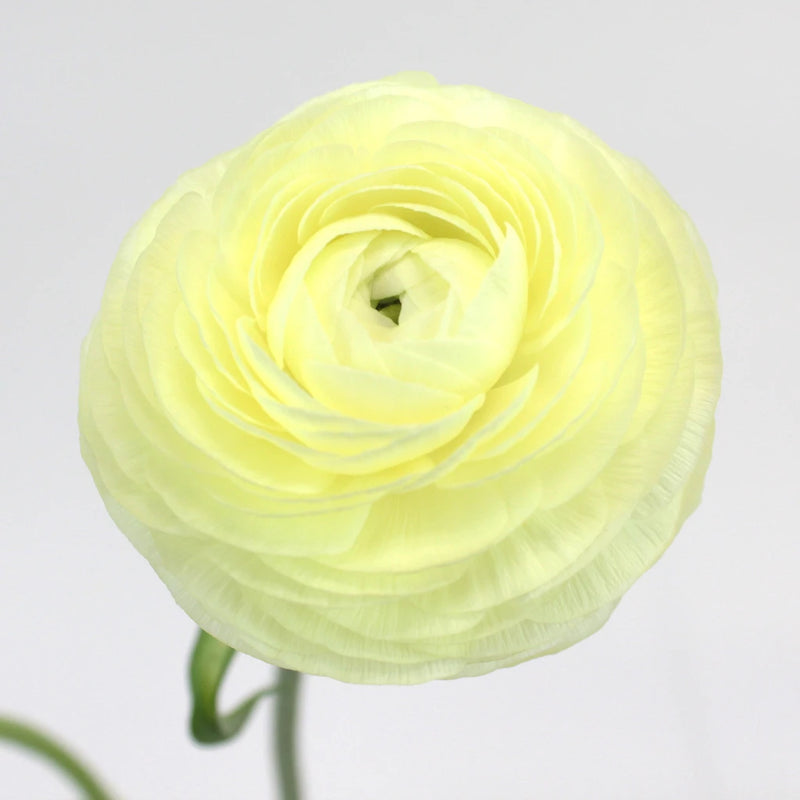 Creamy White Italian Cloony Ranunculus