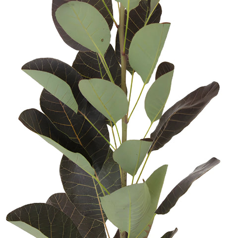 Cotinus Smoke Bush Wholesale Greenery Leaves