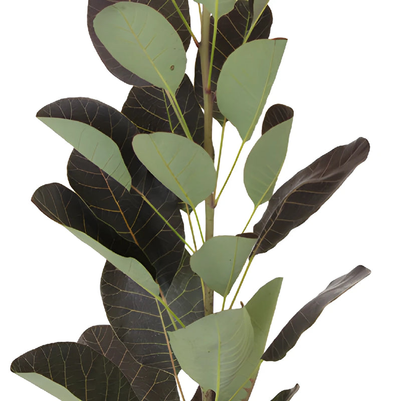 Cotinus Smoke Bush Wholesale Greenery Leaves