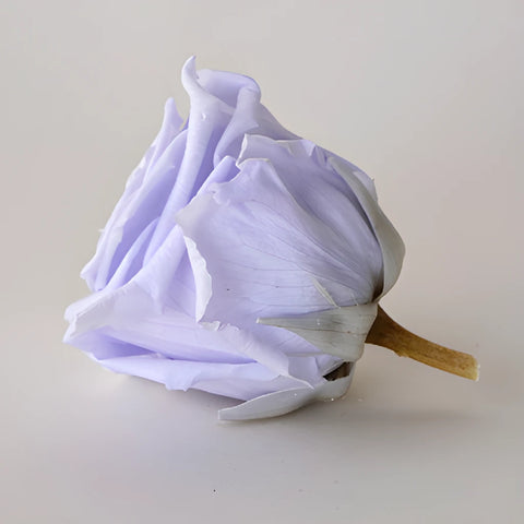 Preserved Cool Lavender Rose
