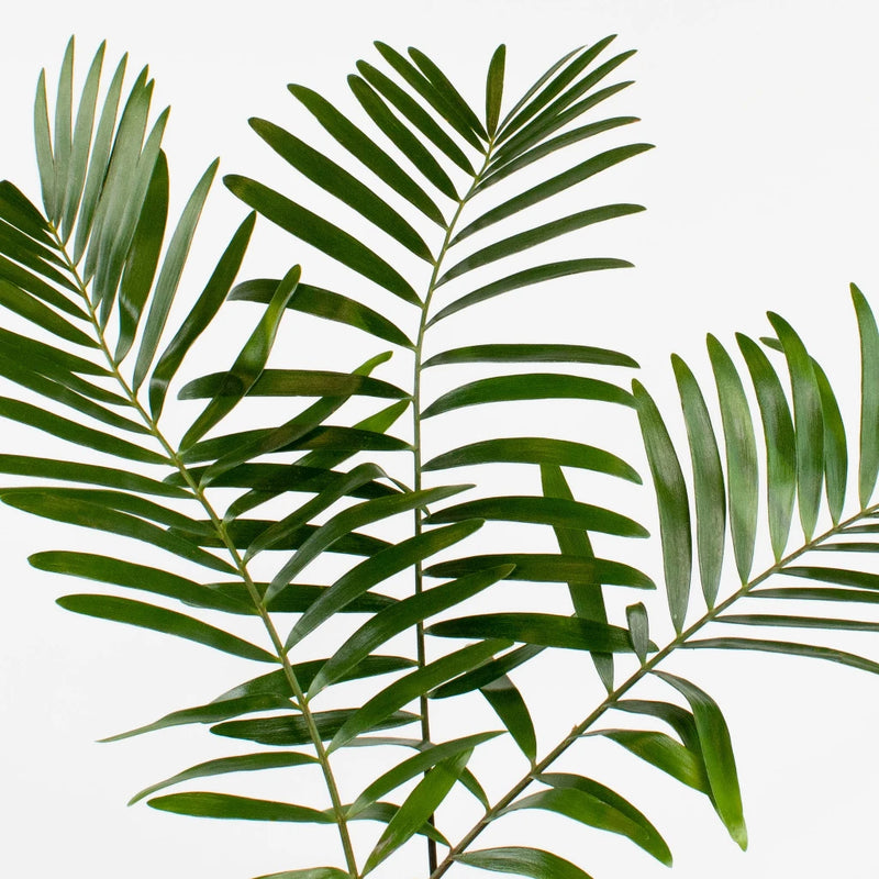 Coontie Greenery Stem