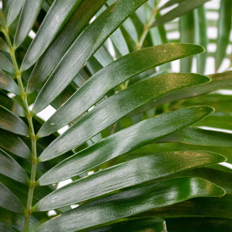 Wedding greenery coontie green filler flowers sold near me