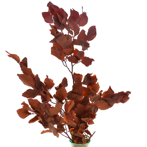 Single stem of copper beech bulk branch filler flowers sold as delivery near me
