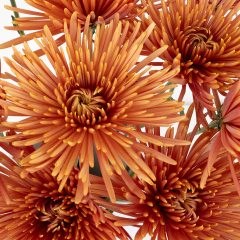Copper Bronze Spider Mum Flowers Close Up - Image
