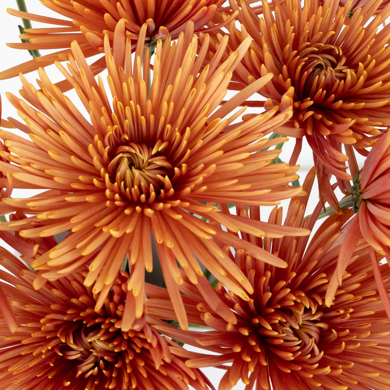 Copper Bronze Spider Mum Flowers Close Up - Image