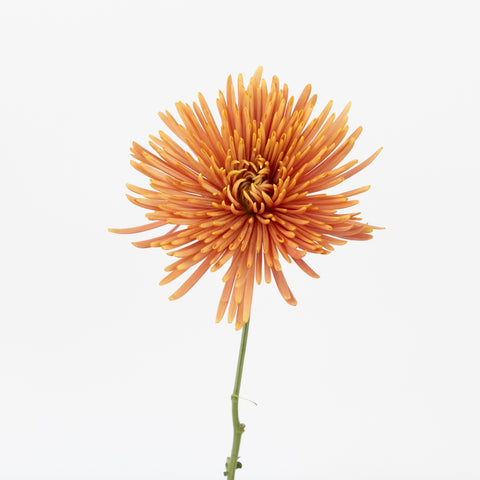 Copper Bronze Spider Mum Flowers Stem - Image