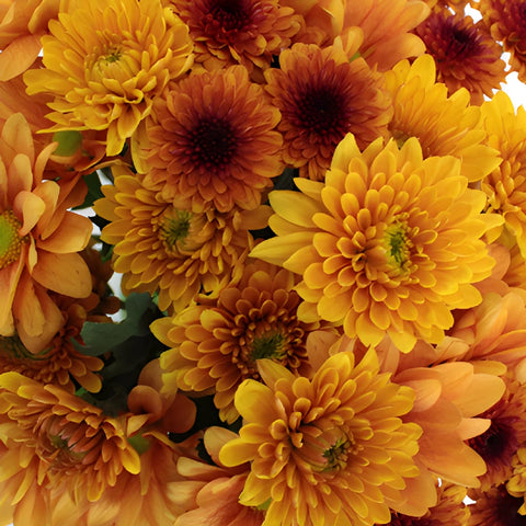 Copper Fall Flower DIY Flower Kit Up Close