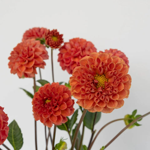 Copper Penny Dahlia Flower Close Up - Image