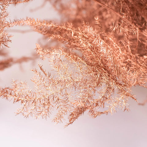 Asparagus Fern Copper Wholesale Greenery up Close