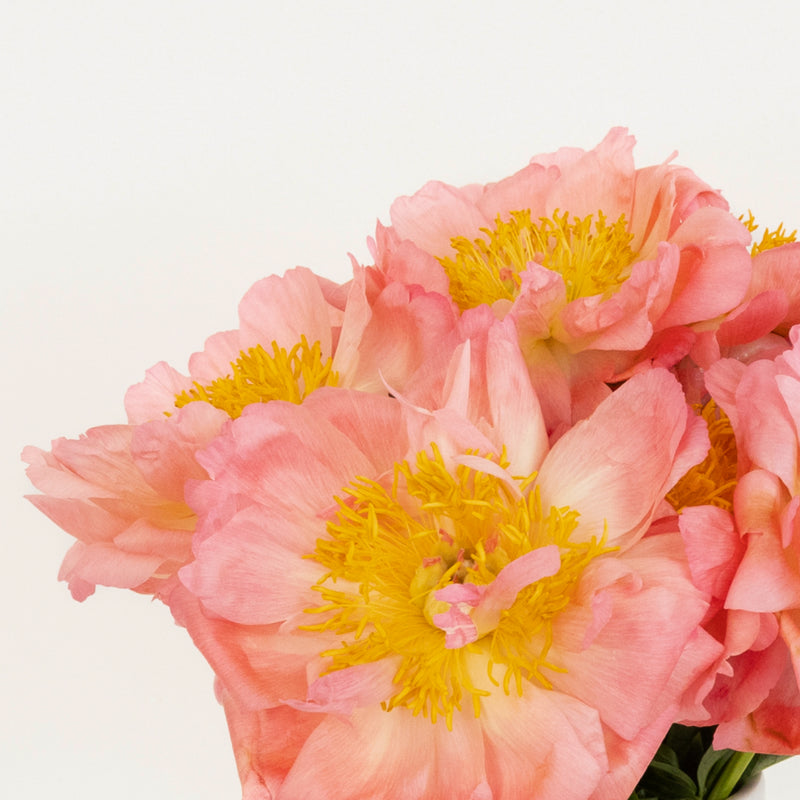 Coral Charm Peonies Apron - Image