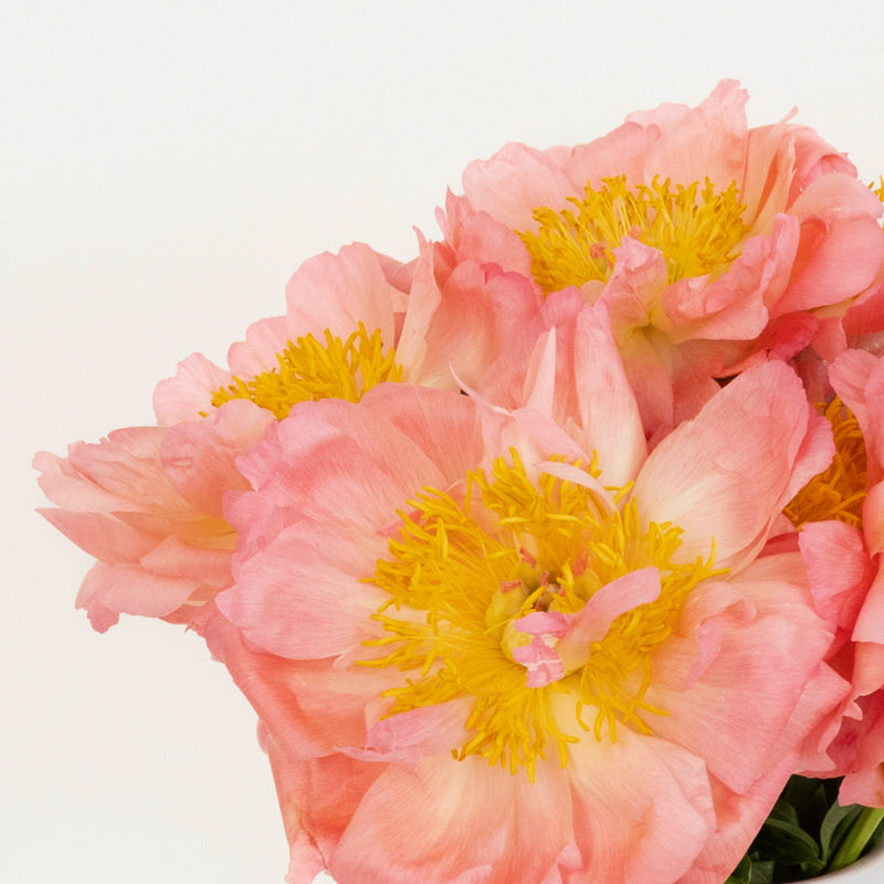 Coral Charm Peonies For Mothers Day Close Up - Image