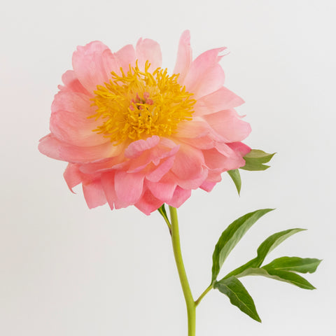 Coral Charm Peonies For Mothers Day Stem - Image