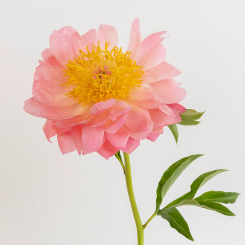 Coral Charm Peonies Stem - Image