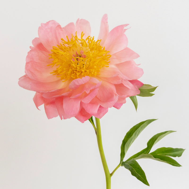 Coral Charm Peonies Stem - Image