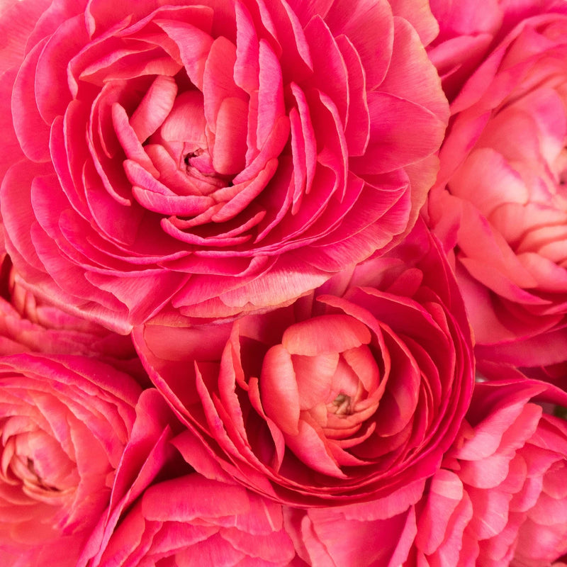Coral Fragolina Flower Up Close