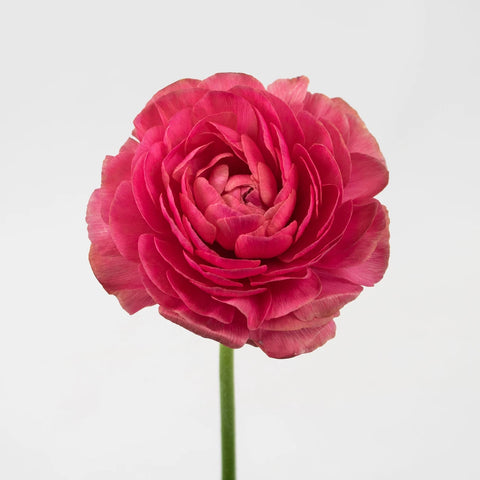 Coral Fragolino Cloony Ranunculus Flower Stem