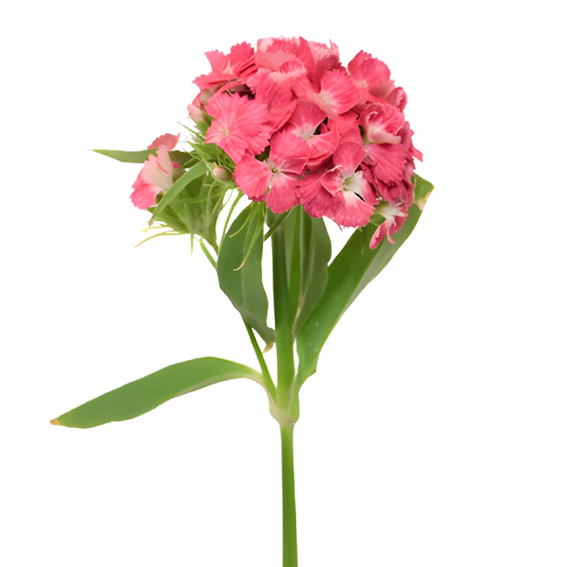 Coral Dianthus Flowers