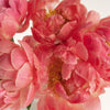 Coral Peony Flowers November Delivery