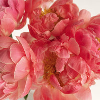 Coral Peony Close Up - Image