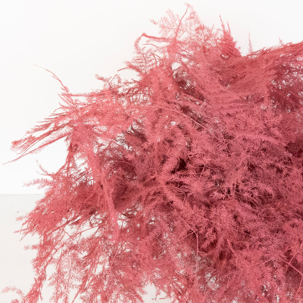 P. Fif - Bulk in Greenery Fern Plumosa Tinted Pink Coral Wholesale Buy Rosado Artco Fern’s flom Seraphim ビカクシダ