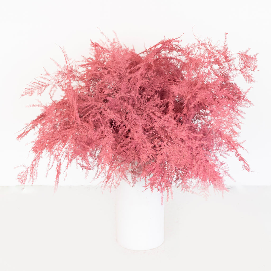 Buy Wholesale Coral Pink Tinted Plumosa Fern Greenery in Bulk - Fif