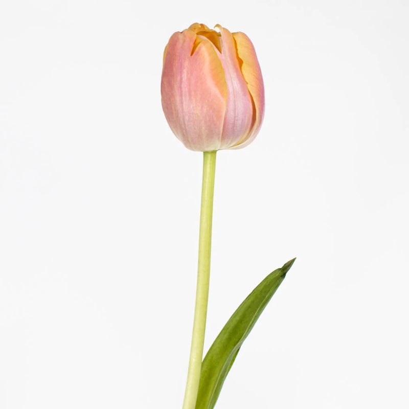 Coral Pride Bulk Tulip Close Up - Image