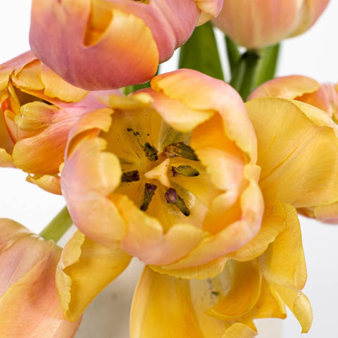 Coral Pride Bulk Tulip Stem - Image