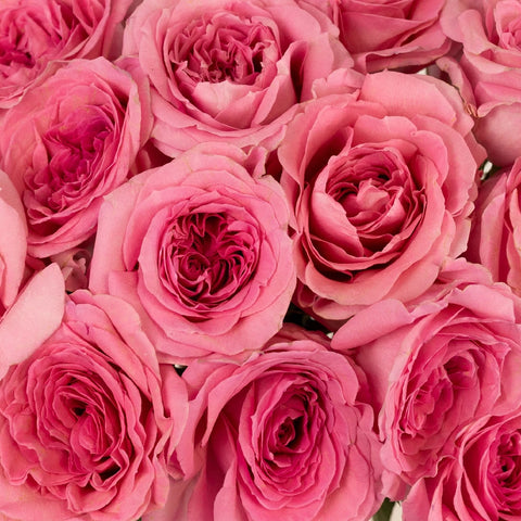 Coral Quartz Bulk Garden Rose Close Up - Image