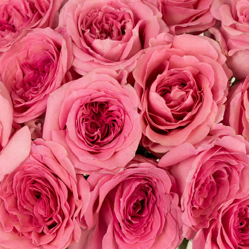 Coral Quartz Bulk Garden Rose Close Up - Image