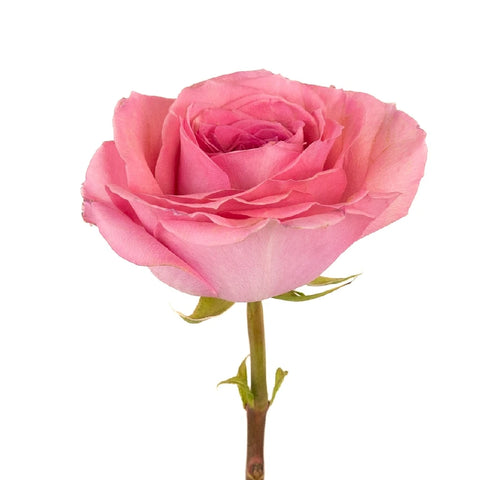 Coral Quartz Bulk Garden Rose Stem - Image