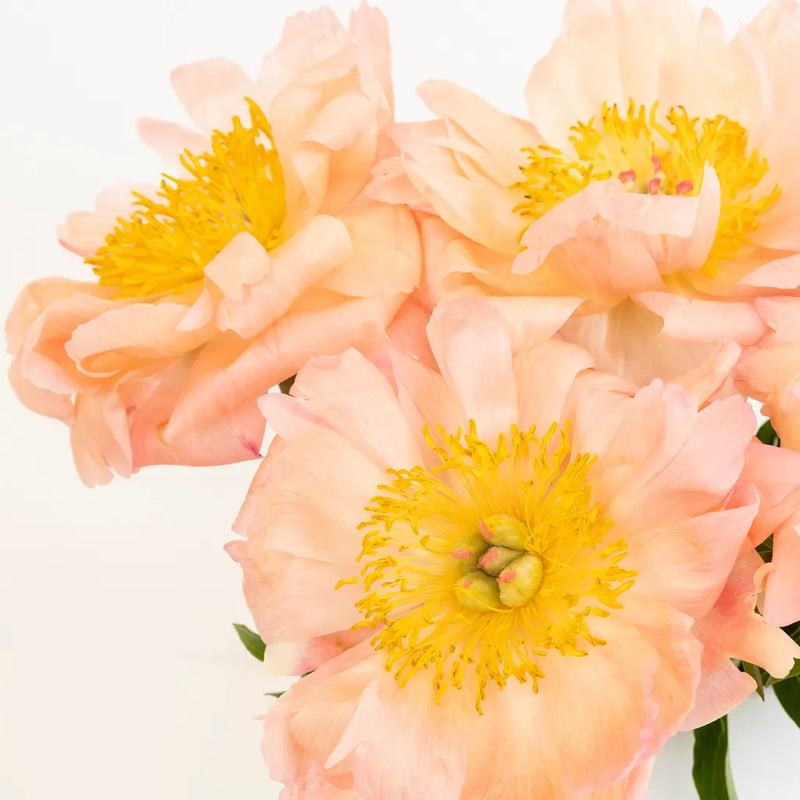Coral Sunset Peonies Close Up - Image