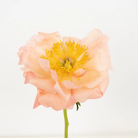 Coral Sunset Peonies Stem - Image