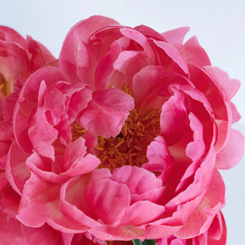 Buy Wholesale Medium Pink Peonies for July in Bulk - FiftyFlowers
