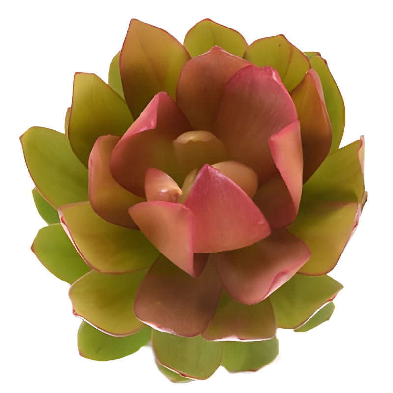 Coral Leucadendrum flower up close