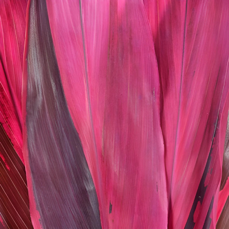 Red Cordyline Leaves