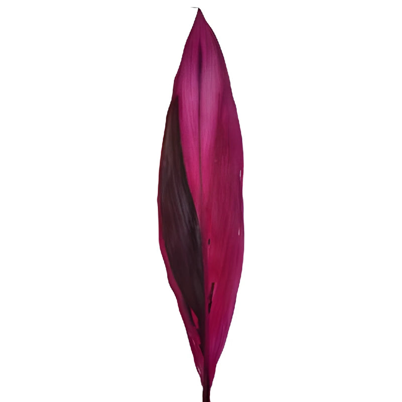 Red Cordyline Leaves