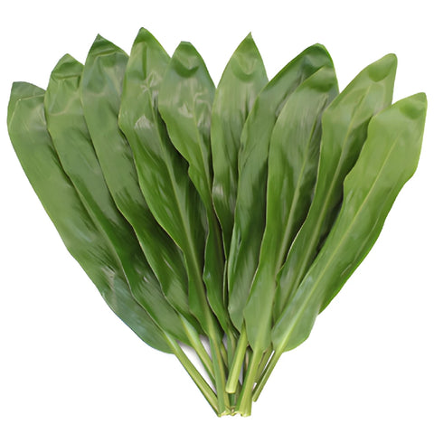 Green Cordyline Foliage Leaves