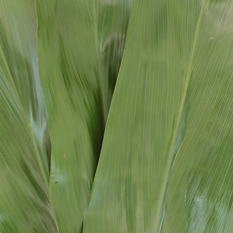 Green Cordyline Foliage Leaves