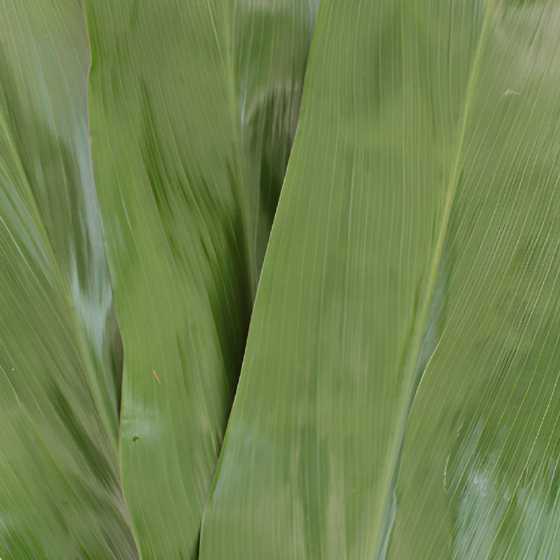 Green Cordyline Foliage Leaves