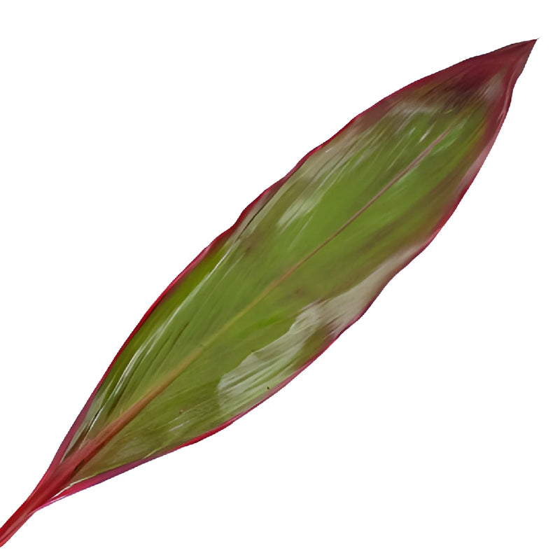 Green with Red Cordyline Leaf Filler