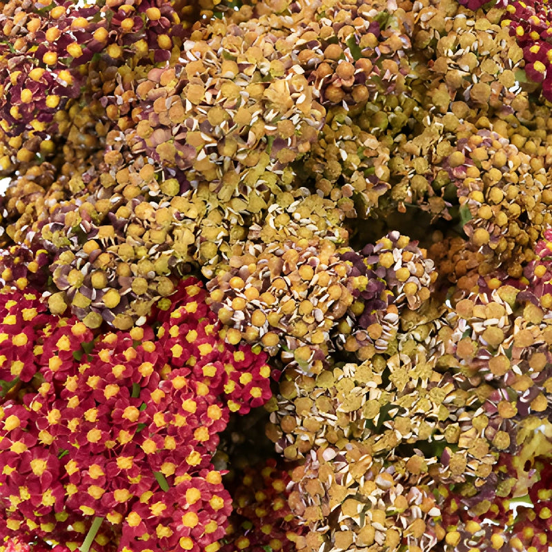 Burgundy Taupe Cottage Yarrow Flowers