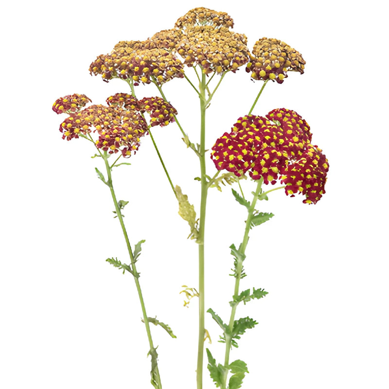 Burgundy Taupe Cottage Yarrow Flowers
