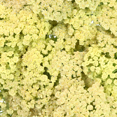 Yellow Cottage Yarrow Flowers
